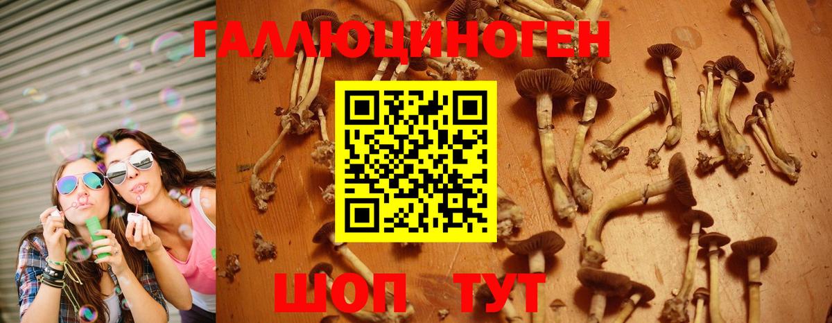 Псилоцибиновые грибы Psilocybine cubensis Дербент